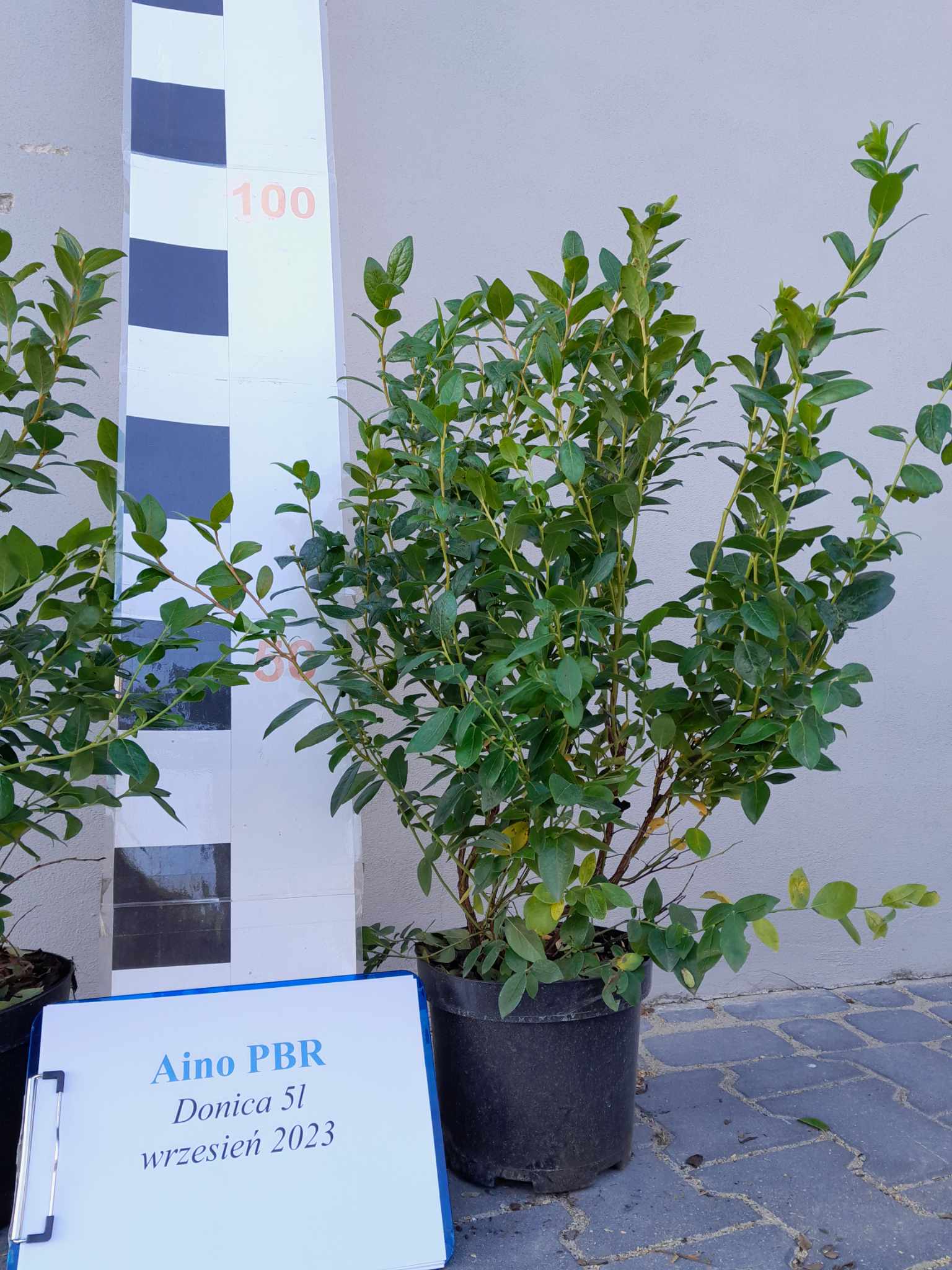 Aurora PBR – dodatkowe zdjęcie