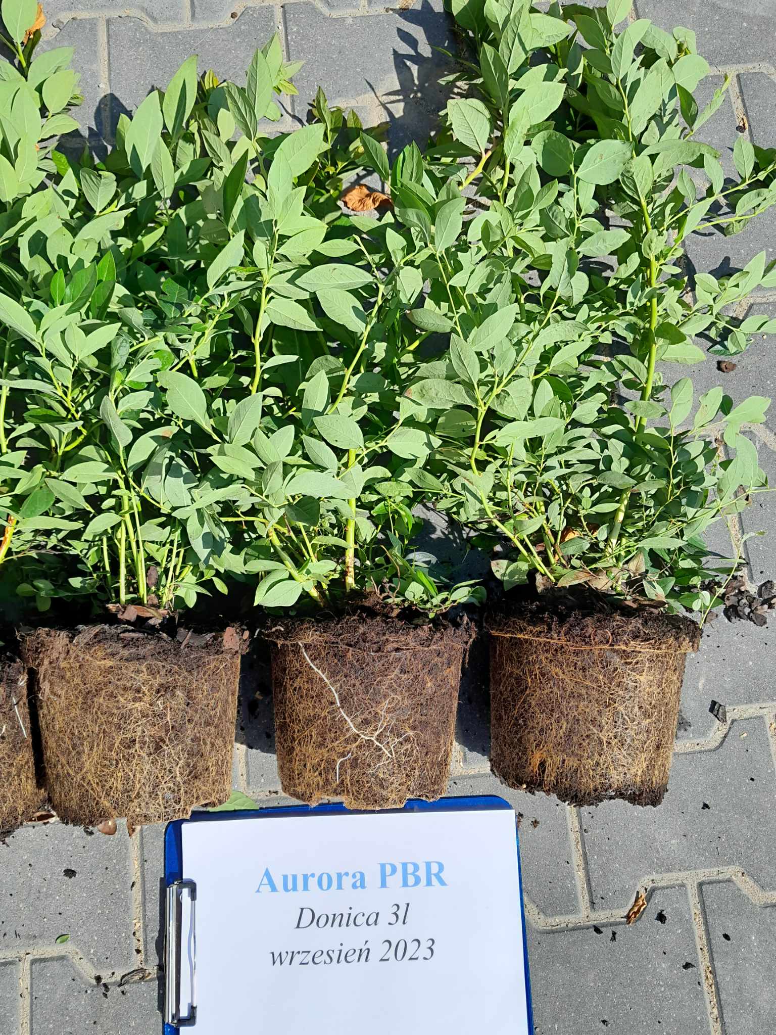 Borówka amerykańska Aurora PBR