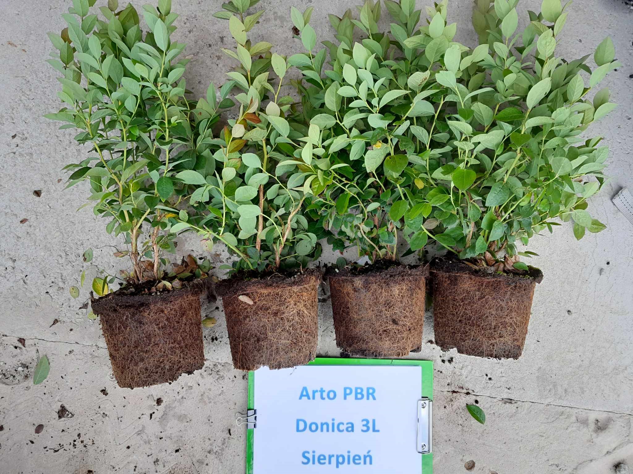 Arto PBR – drugie zdjęcie