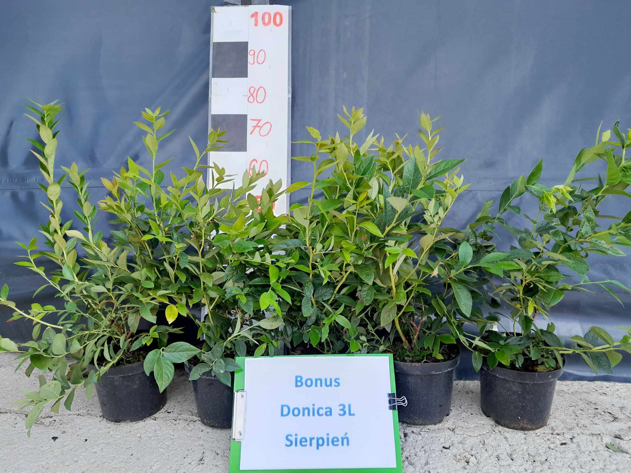 Borówka amerykańska – odmiana Bonus