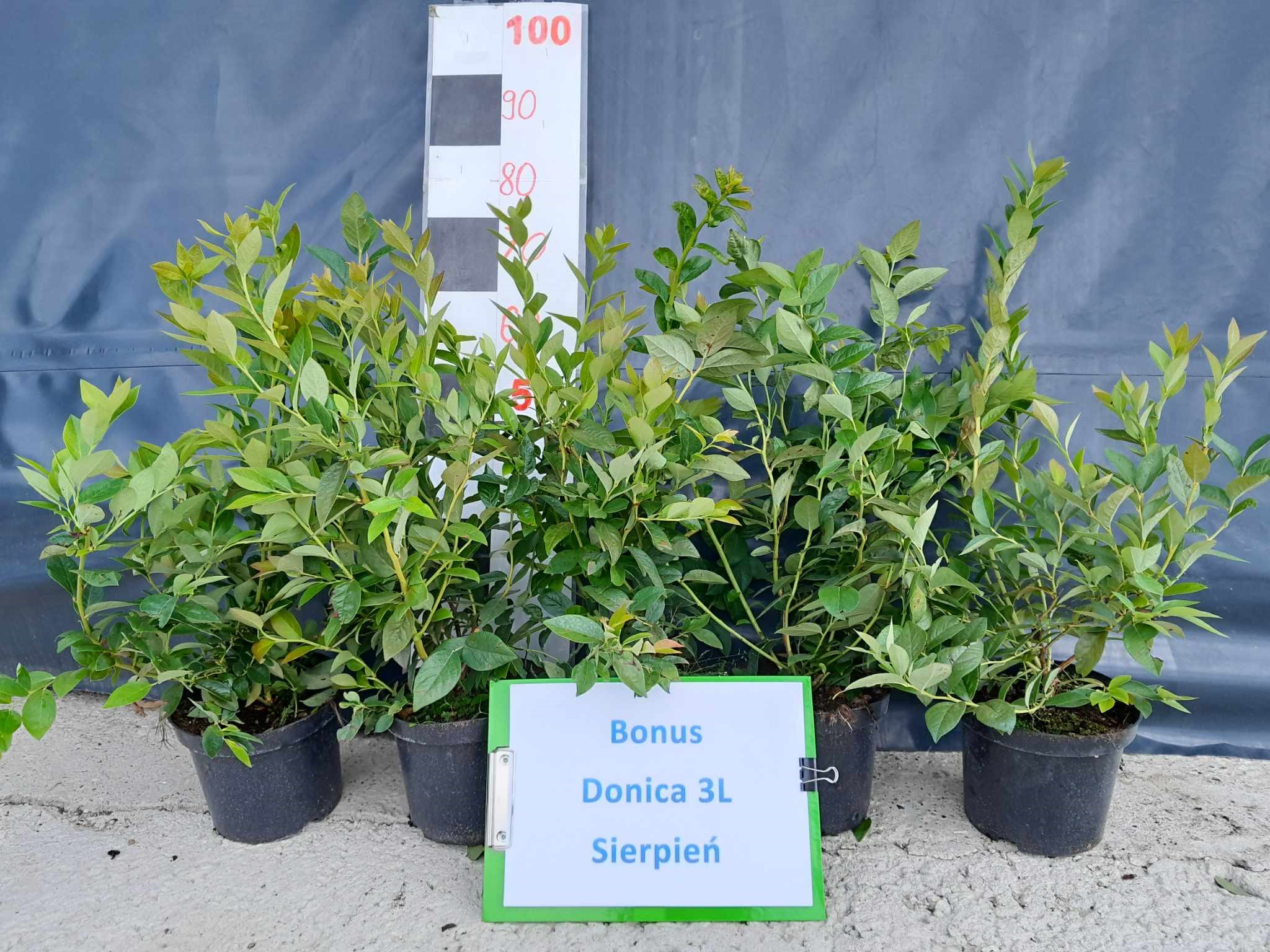 Bonus – drugie zdjęcie