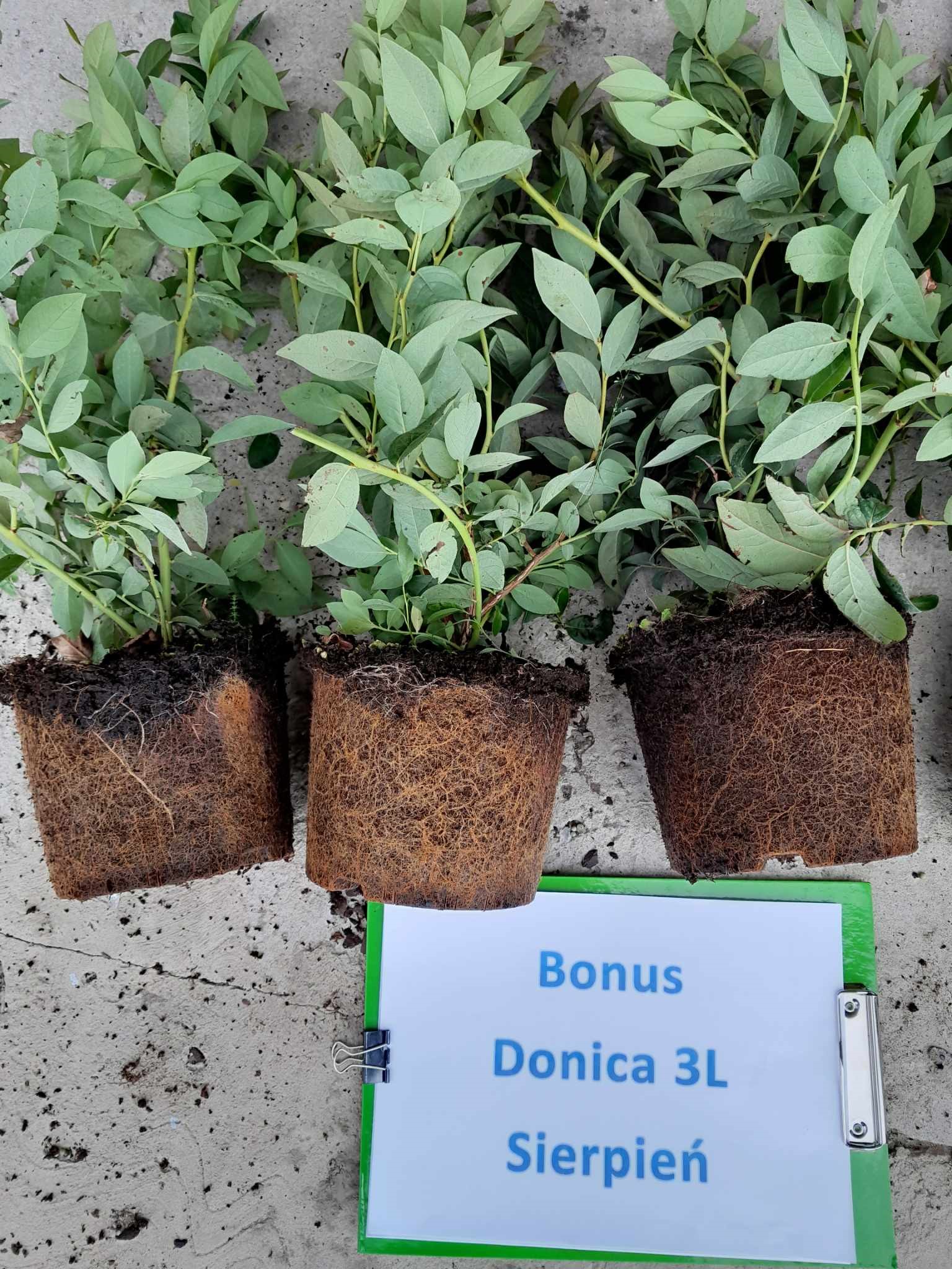 Bonus – trzecie zdjęcie
