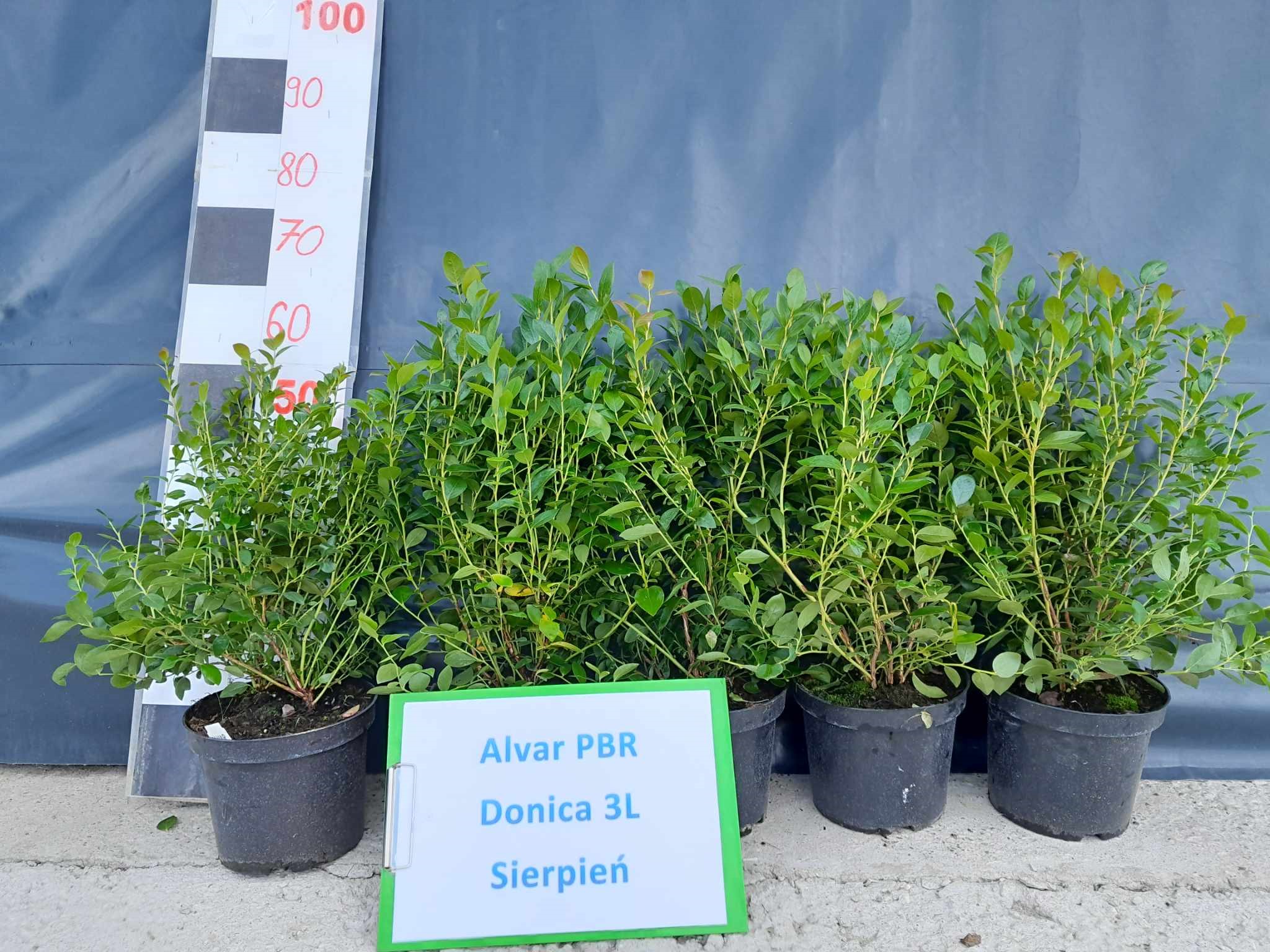 Alvar PBR – drugie zdjęcie