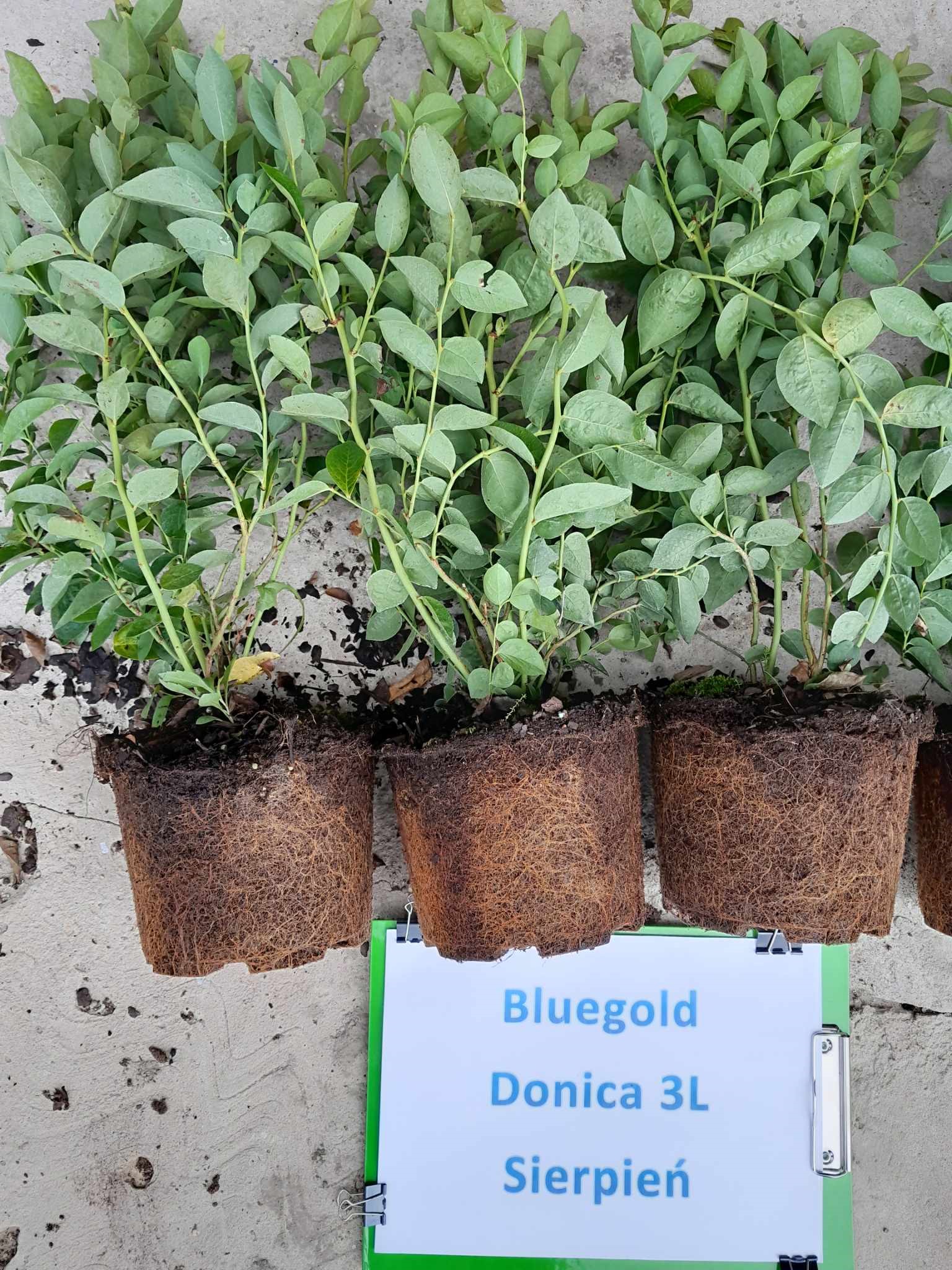 Bluegold – drugie zdjęcie
