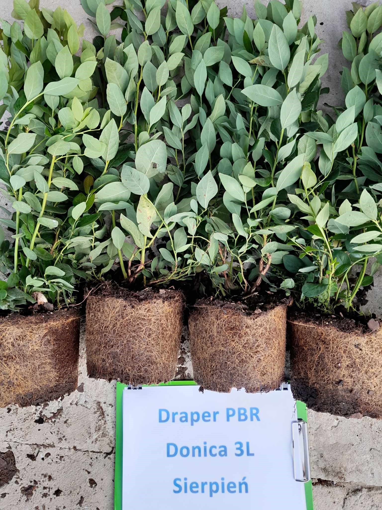 Draper PBR – dodatkowe zdjęcie