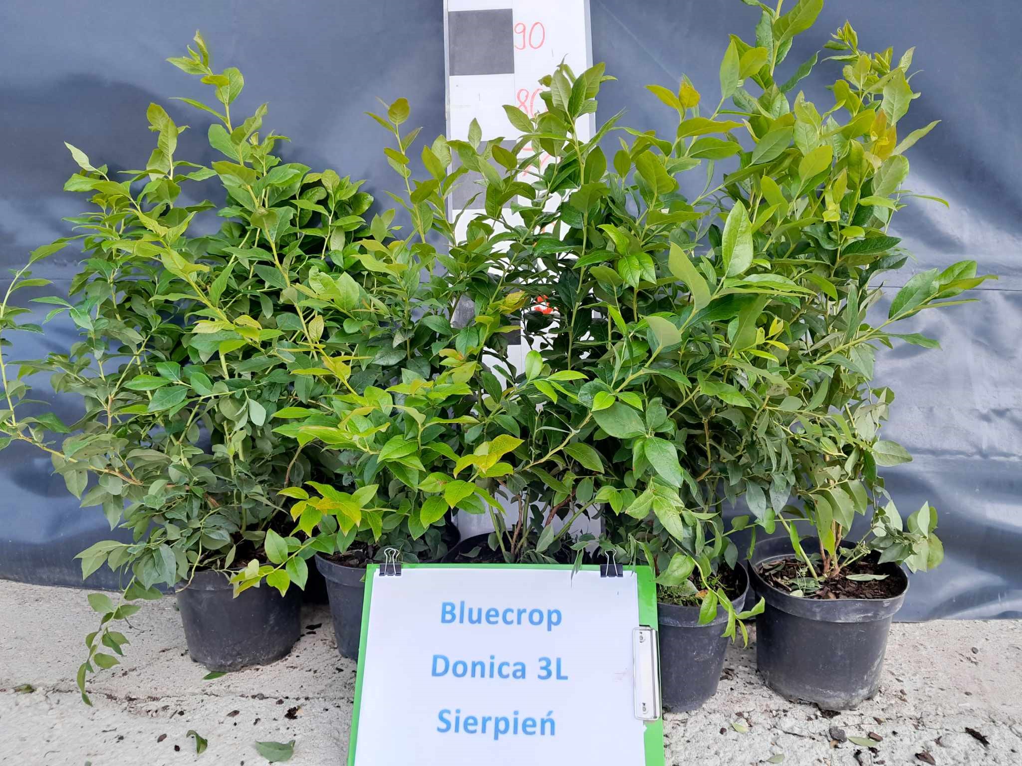Borówka amerykańska – odmiana Bluecrop