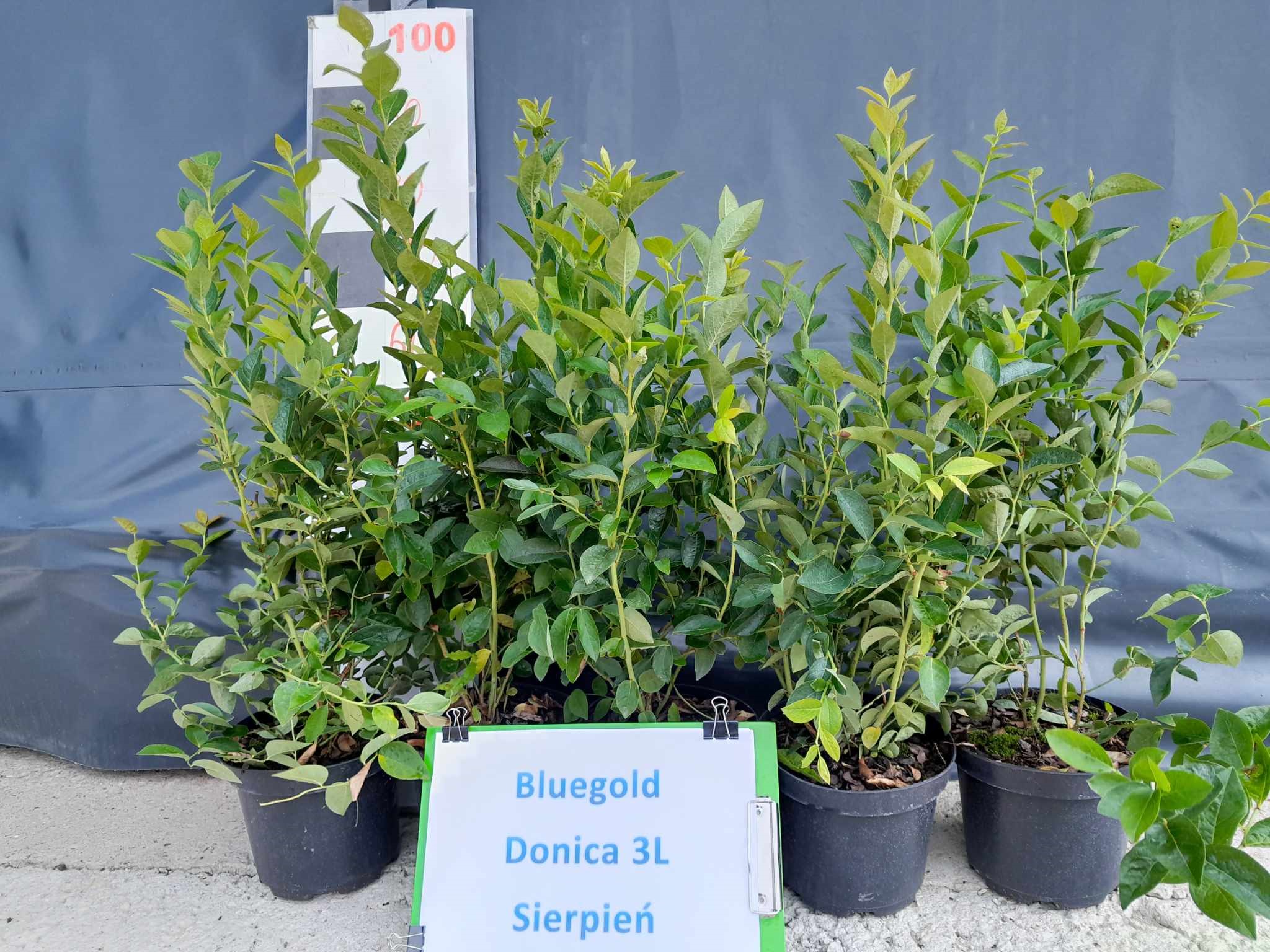 Borówka amerykańska – odmiana Bluegold