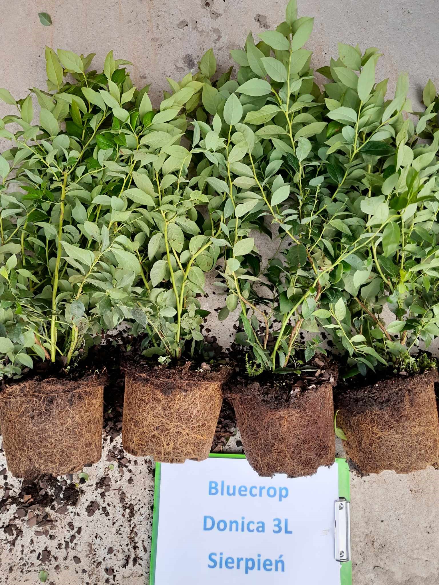 Bluecrop – drugie zdjęcie