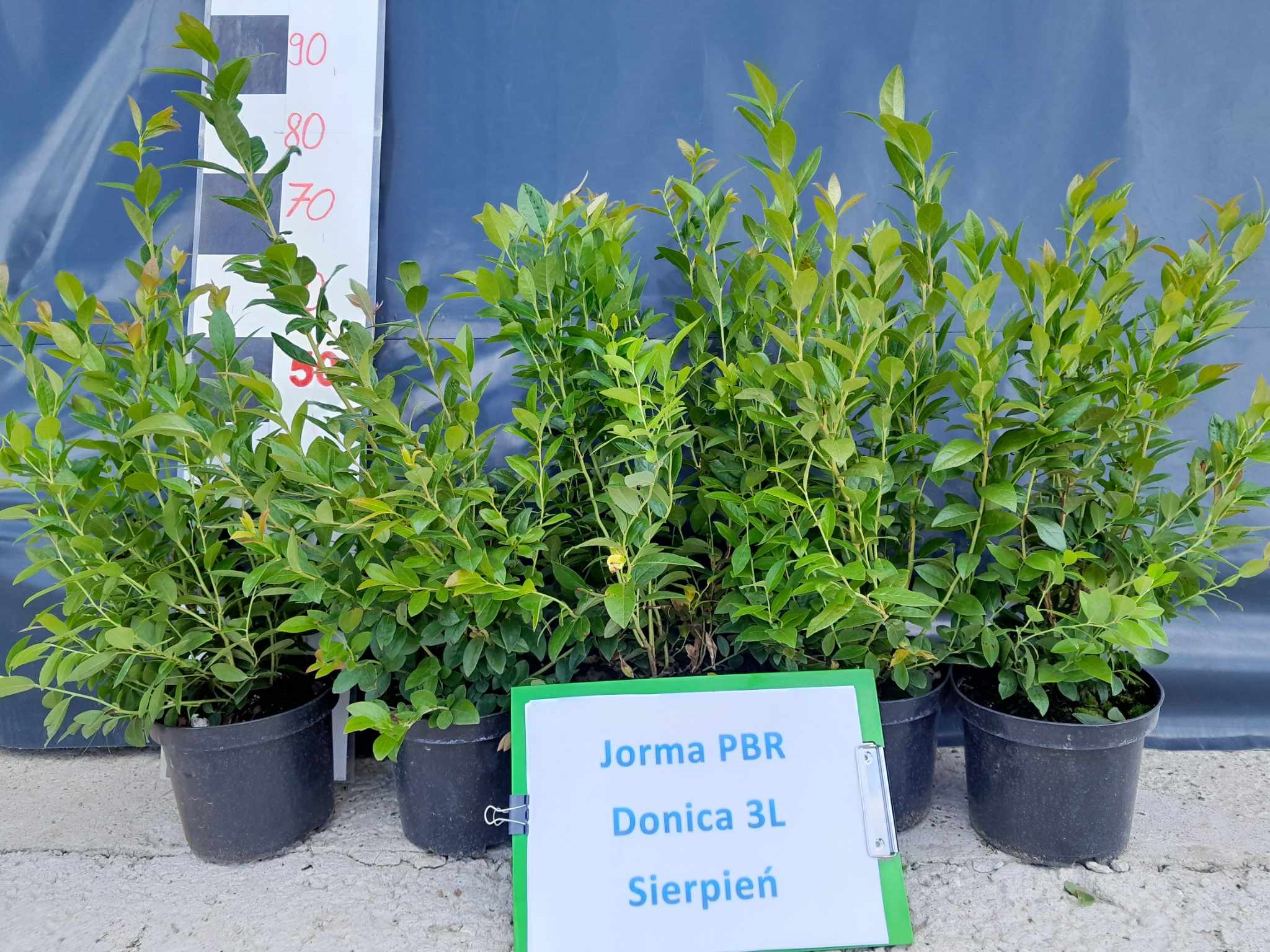 Borówka amerykańska – odmiana Jorma PBR