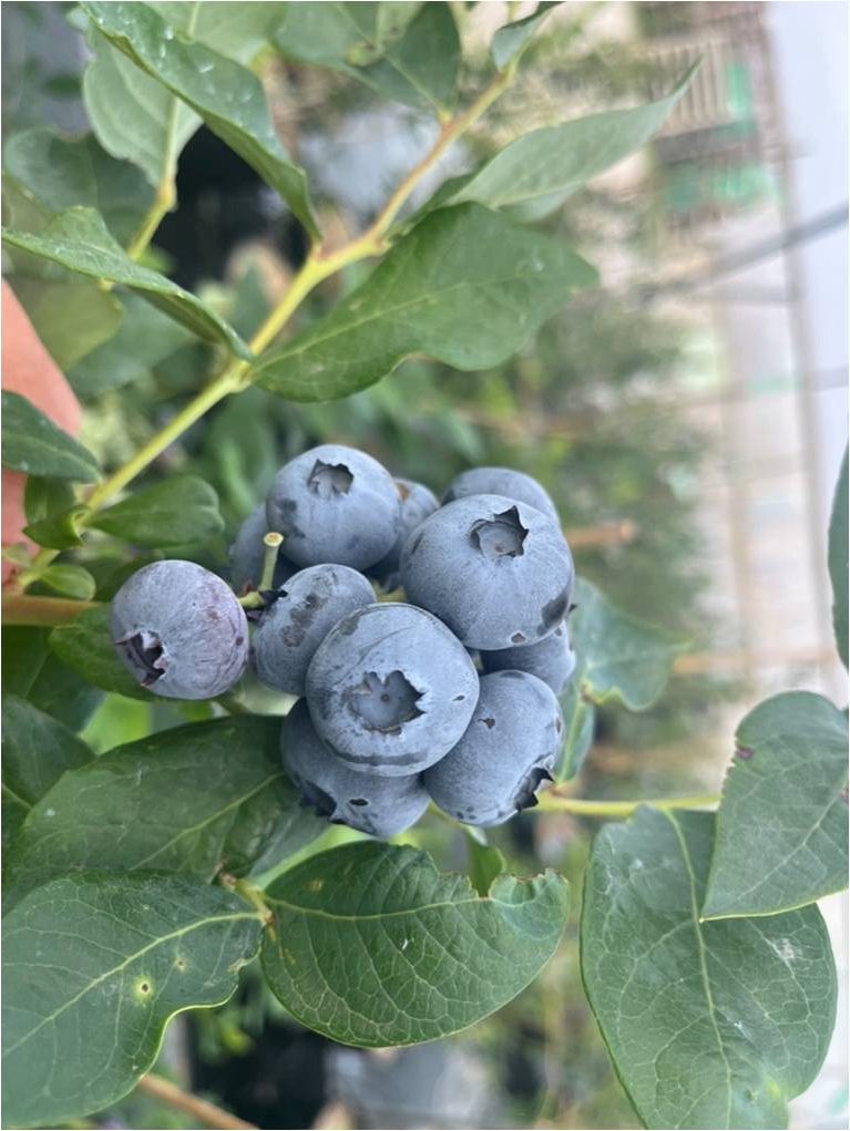 Borówka amerykańska – odmiana Blueberrica Nordica A-81
