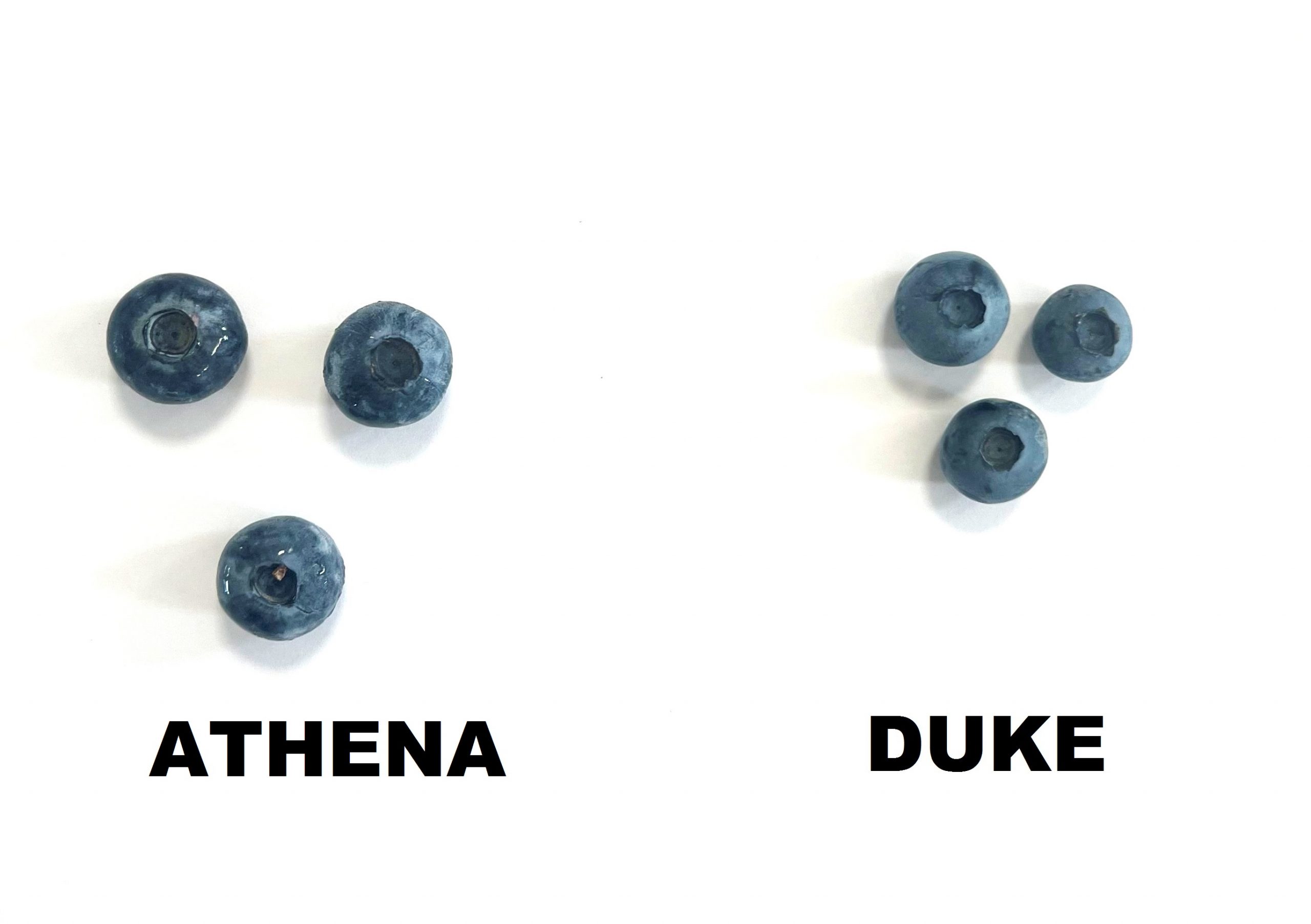 Porównanie wielkości owoców Athena i Duke