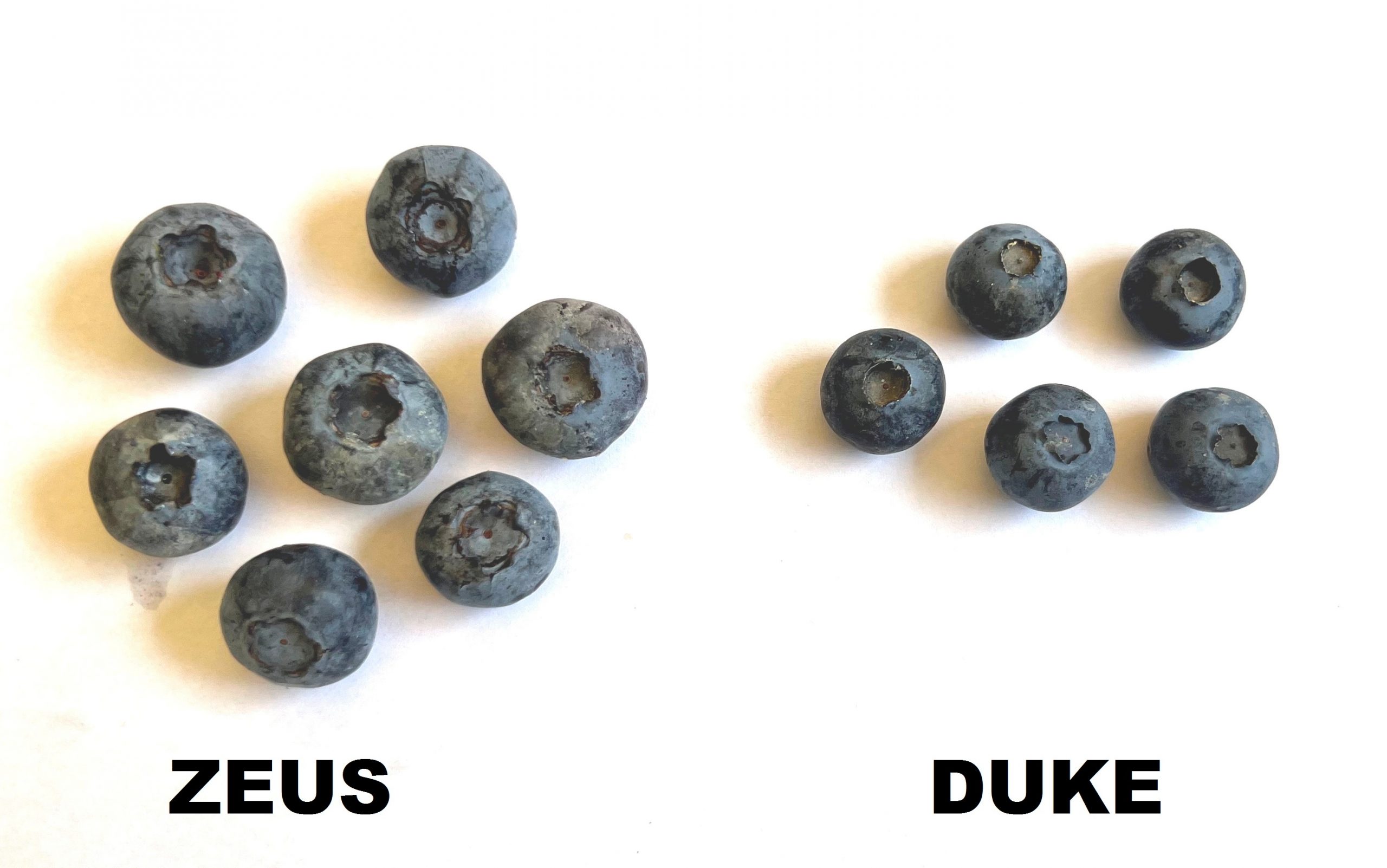 Porównanie wielkości owoców Zeus i Duke