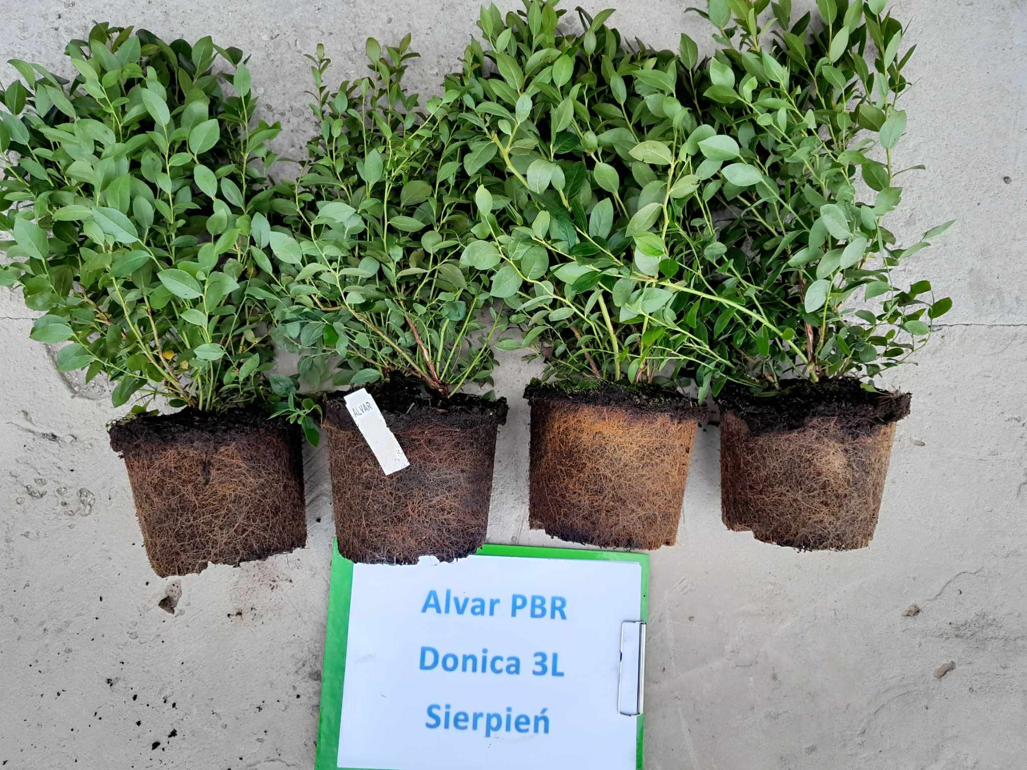 Alvar PBR – trzecie zdjęcie