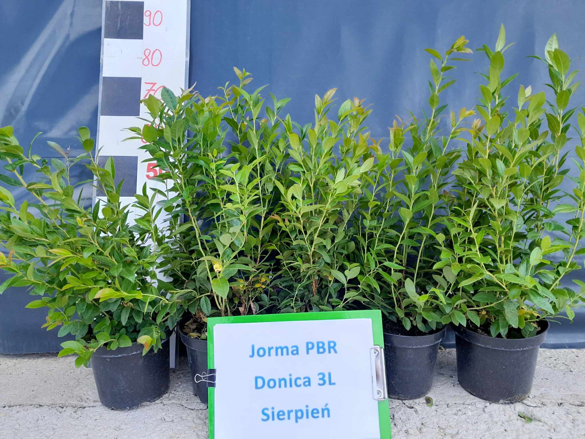 Jorma PBR – drugie zdjęcie