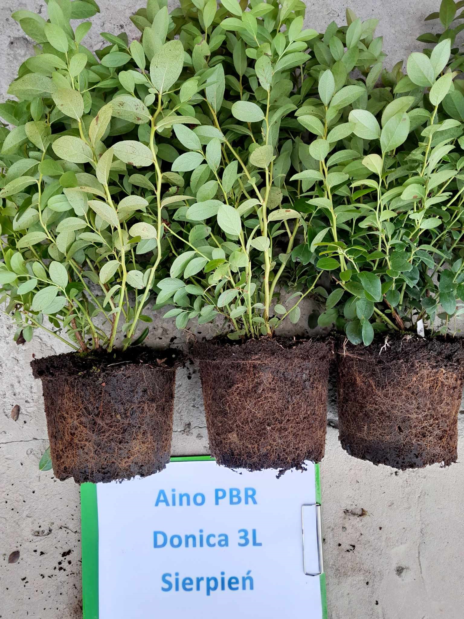 Aino PBR – drugie zdjęcie