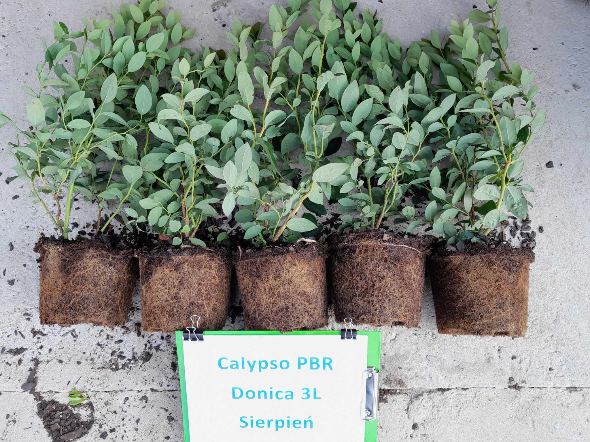 Borówka amerykańska Calypso PBR