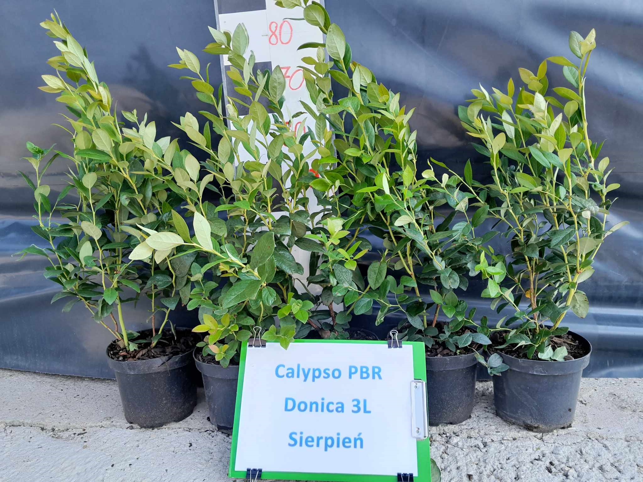 Borówka amerykańska Calypso PBR