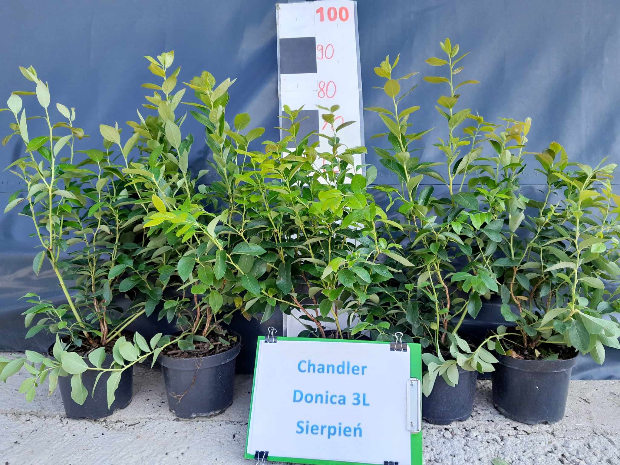 Chandler – drugie zdjęcie
