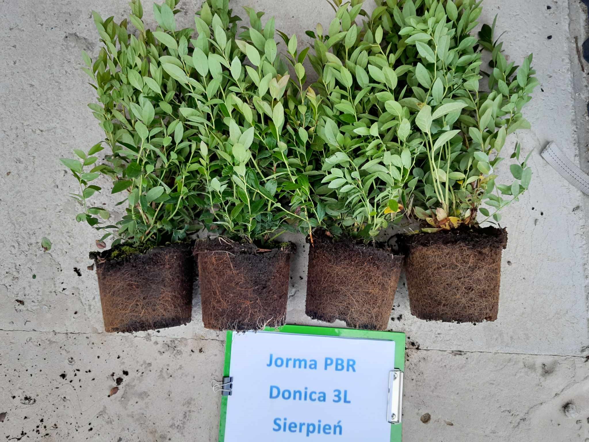 Jorma PBR – trzecie zdjęcie