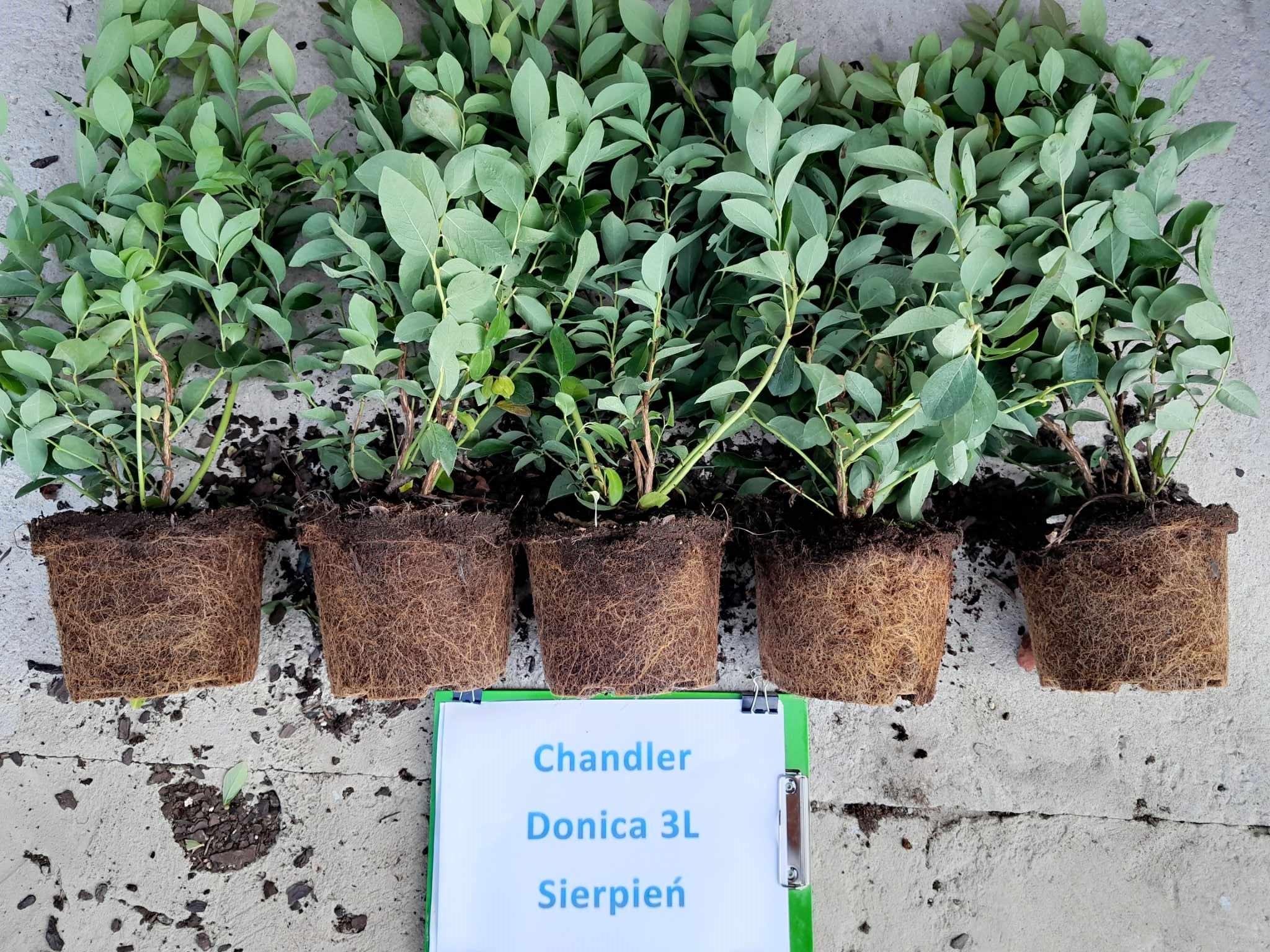Chandler – trzecie zdjęcie