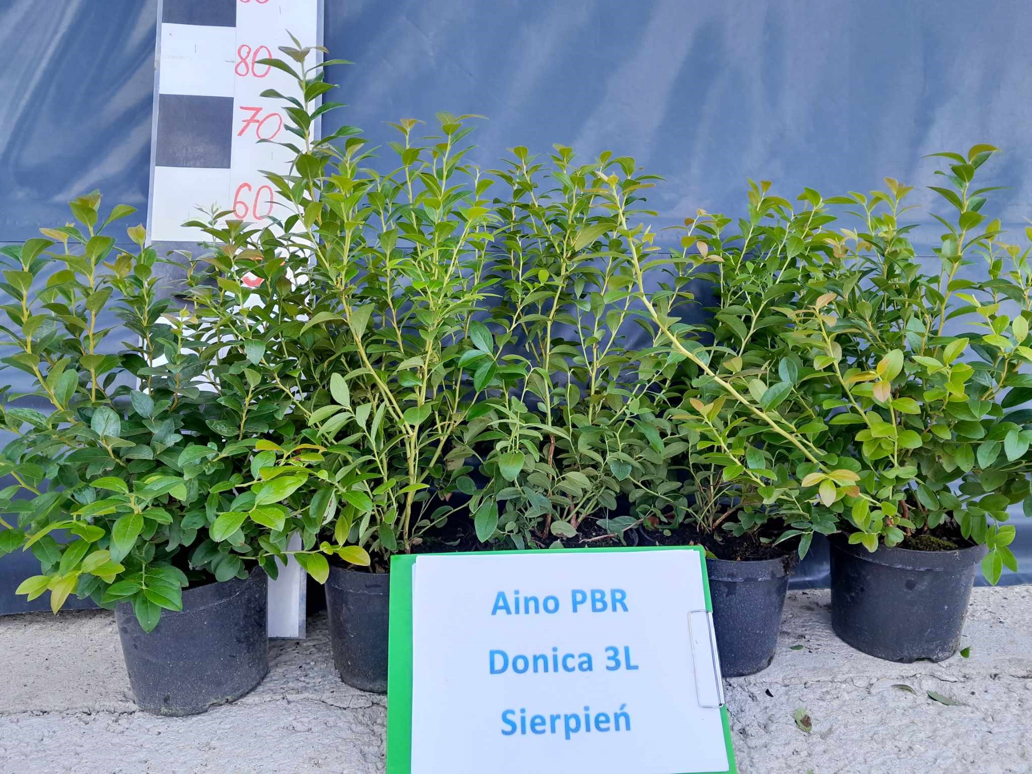 Aino PBR – trzecie zdjęcie